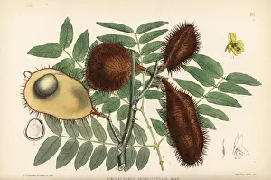 Gray Prints: Gray nicker, Caesalpinia bonduc