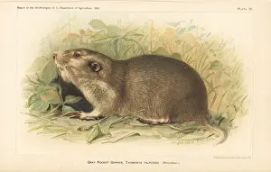 Ornithologist Prints: Gray or northern pocket gopher, Thomomys talpoides