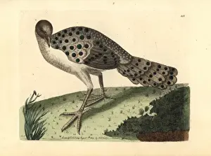 Gray peacock-pheasant, Polyplectron bicalcaratum