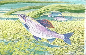 Grayling Prints: Grayling
