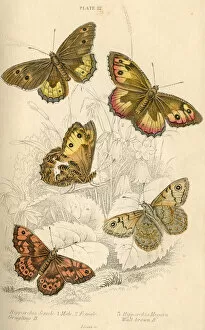Entomology Gallery: Grayling Butterflies