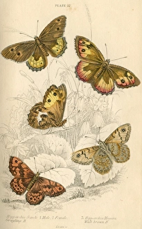 Anatomical Collection: Grayling Butterflies