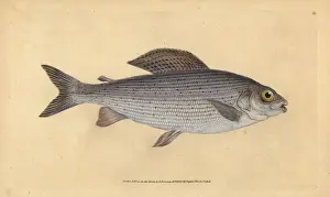 Donovan Prints: Grayling, Thymallus thymallus