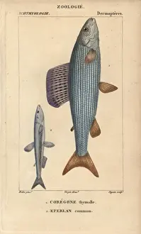 Hippolyte Prints: Grayling, Thymallus thymallus, and European