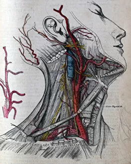 Drawings Gallery: Grays Anatomy - carotid artery