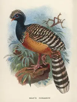 Grays Curassow