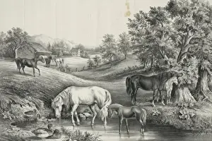 The grazing farm