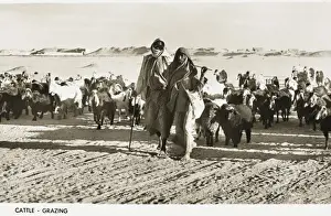 Herder Prints: Grazing goats - Kuwait