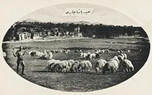 Bosphorus Prints: Grazing sheep at Haidar Pacha, Constantinople