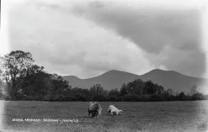 Pasture Prints: Grazing Sheep in Skiddaw