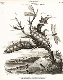 Nests Prints: Great African white ant, Macrotermes bellicosus