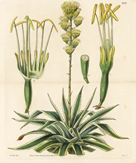 Agave Gallery: Great American aloe, Agave americana