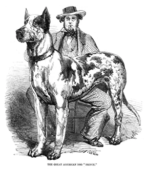 Images Dated 3rd December 2015: The great American dog, Prince