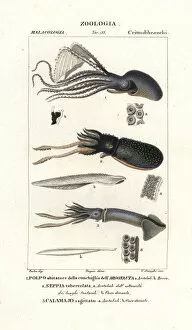 Jussieu Collection: Great argonaut, cuttlefish and flying squid