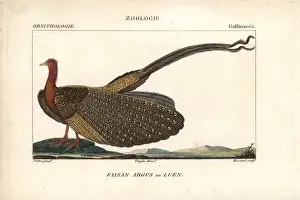 Croix Prints: Great argus, Argusianus argus Near threatened