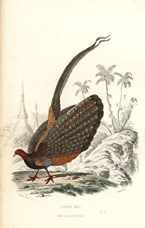 Achille Richard Prints: Great argus, Argusianus argus, vulnerable