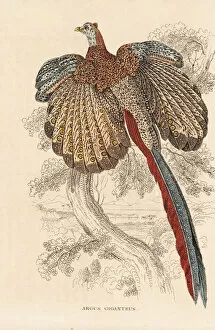 Thierreiches Collection: Great argus pheasant, Argusianus argus