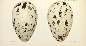 Henrik Collection: Great Auk Eggs