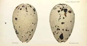 Great Auk Eggs