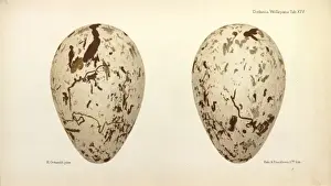 Great Auk Eggs