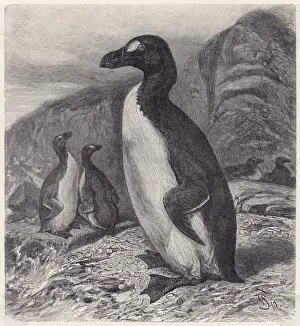 Great Auk Extinct