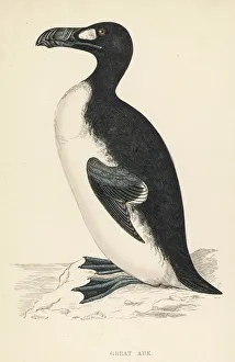 1844 Collection: Great Auk Extinct
