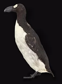 Black Background Collection: Great auk, Pinguinus impennis