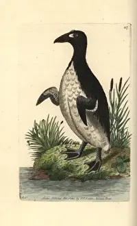 Thenaturalistsmiscellany Prints: Great auk, Pinguinus impennis Extinct