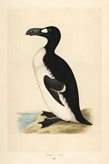 Fawcett Prints: Great auk, Pinguinus impennis. Extinct