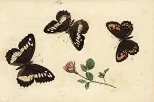 Musee Prints: Great banded grayling, hermit and large wall brown butterfly