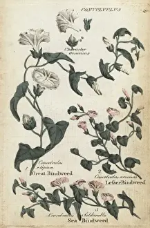Joshuahamilton Prints: Great bindweed, sea bindweed and lesser bindweed