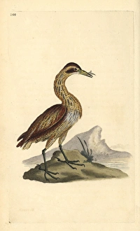 Great bittern, Botaurus stellaris