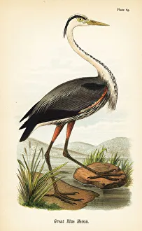 Warren Gallery: Great blue heron, Ardea herodias
