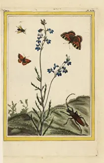 Great blue lobelia, Lobelia siphilitica