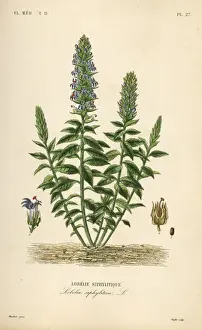 Great blue lobelia, Lobelia siphilitica