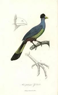 Ornithology Collection: Great blue turaco, Corythaeola cristata