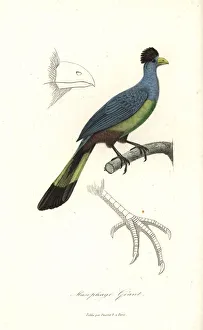 Lesson Collection: Great blue turaco, Corythaeola cristata