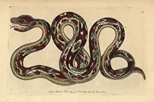 Constrictor Prints: Great boa, Boa constrictor