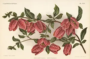 Great bougainvillea, Bougainvillea spectabilis
