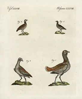 Nearthreatened Prints: Great bustard and little bustard
