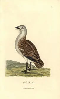 Bustard Prints: Great bustard, Otis tarda