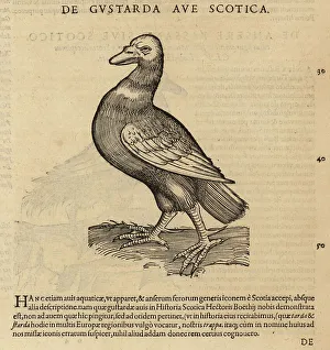 Great bustard, Otis tarda. Vulnerable