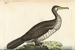 Cormorant Collection: Great cormorant (Eurasian), Phalacrocorax carbo sinensis