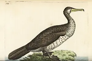 Eurasian Prints: Great cormorant (Eurasian), Phalacrocorax carbo sinensis