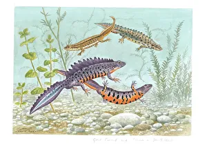 Smooth Prints: Great Crested and Common or Smooth Newts