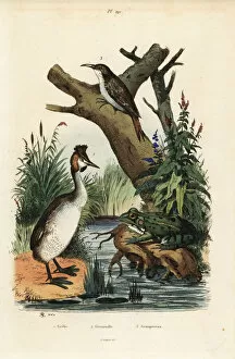 Guerin Meneville Collection: Great crested grebe, green frog and treecreeper
