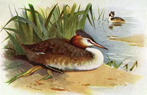 Great Crested Grebe (Podiceps cristatus)