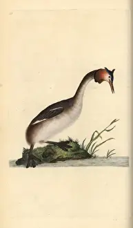 Great crested grebe, Podiceps cristatus