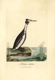 Colorist Prints: Great crested grebe, Podiceps cristatus
