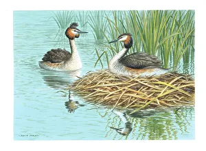 Parry Prints: Great Crested Grebes